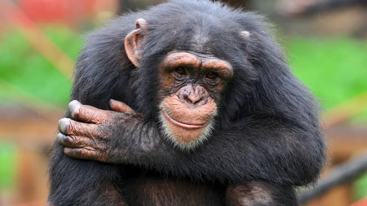 Chimpancé abrazando sus piernas en un entorno natural